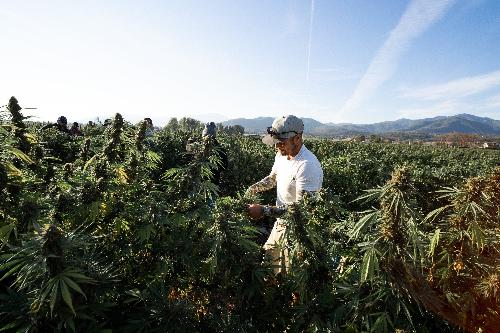 Preview image published by 3dnegrowers.com