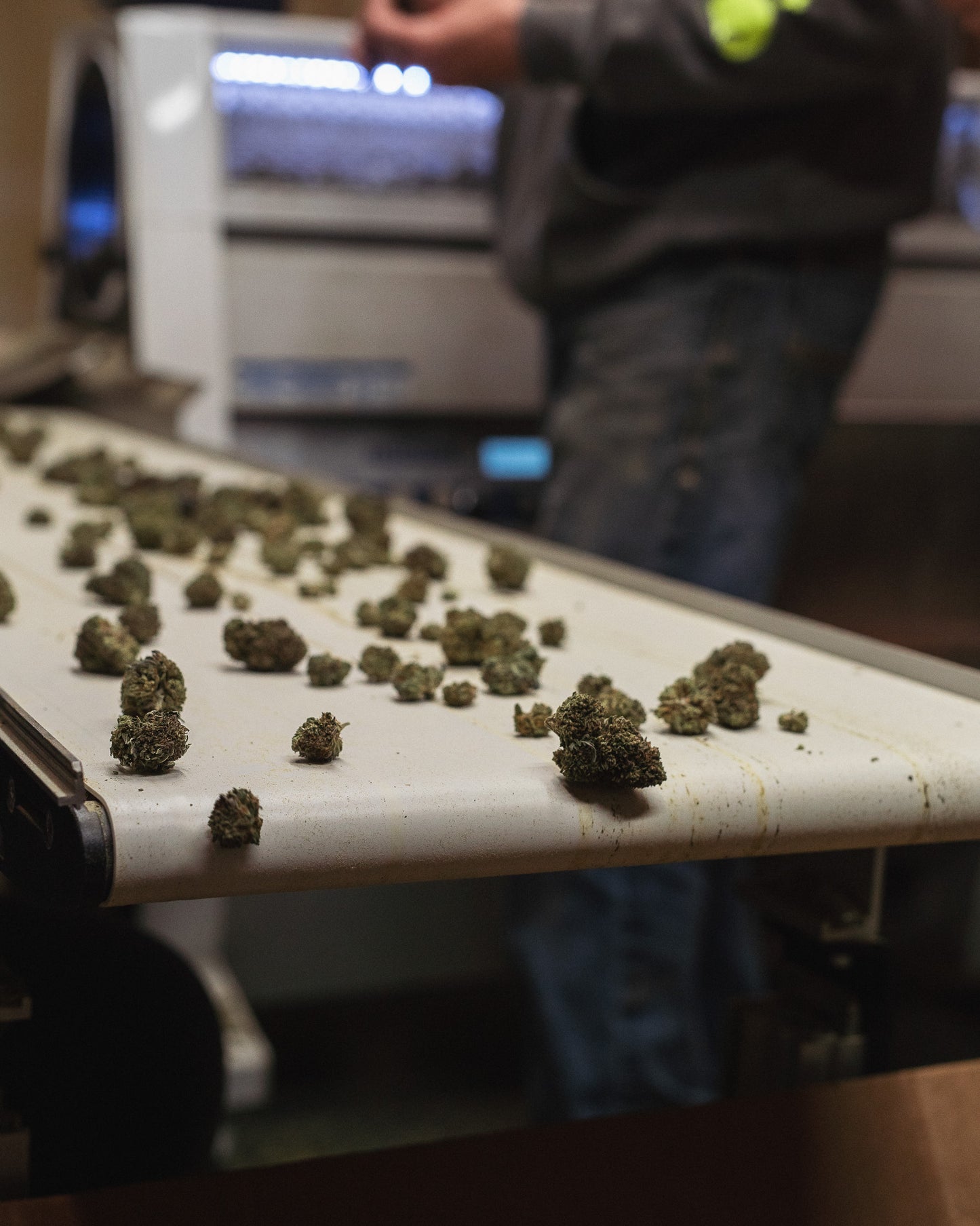 Bulk CBD Flower