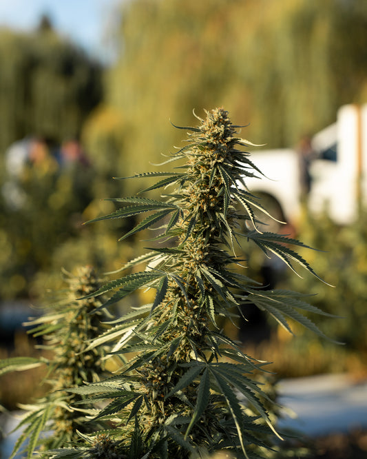 Bulk CBD Flower