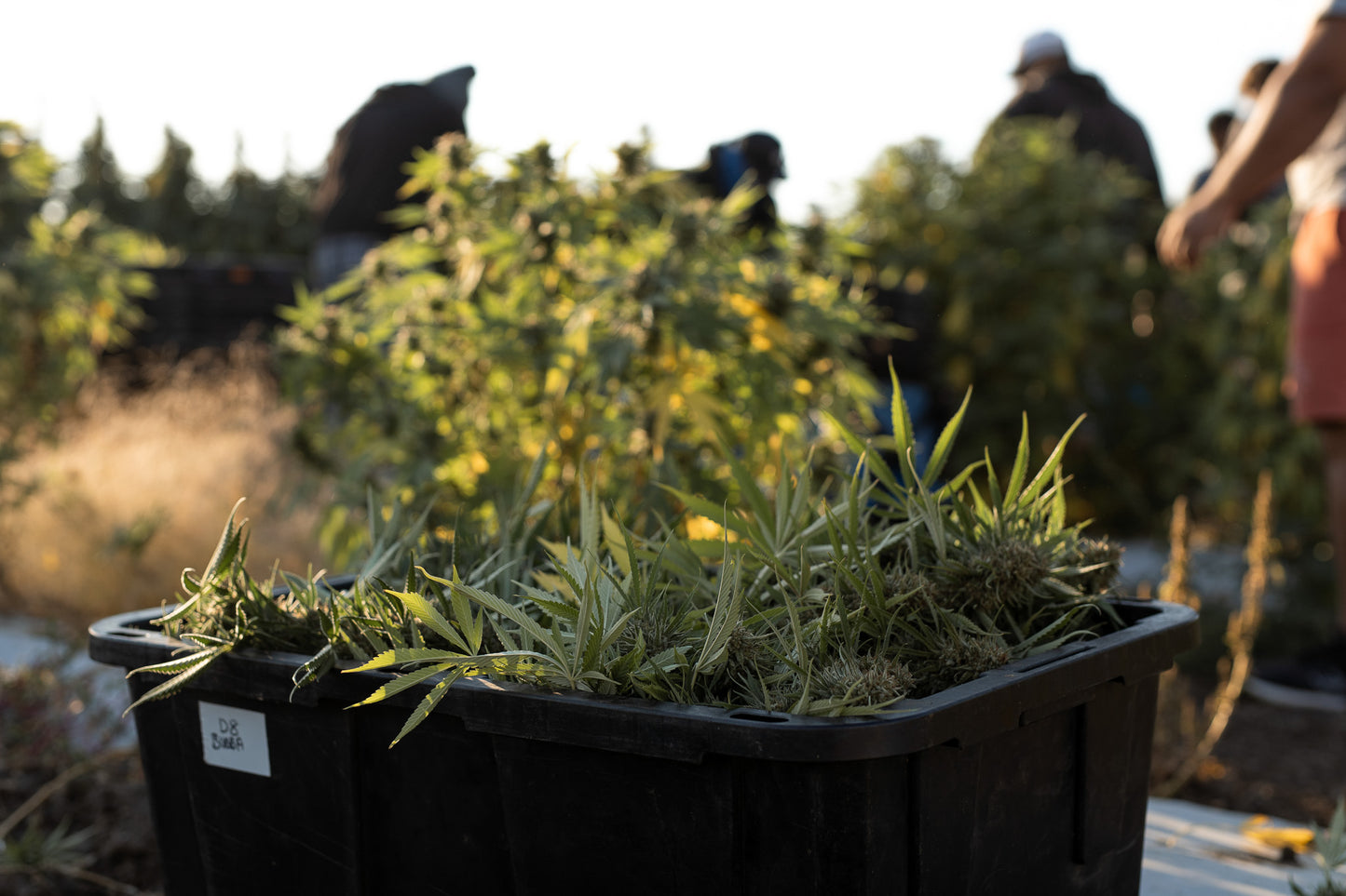 Bulk CBD Flower