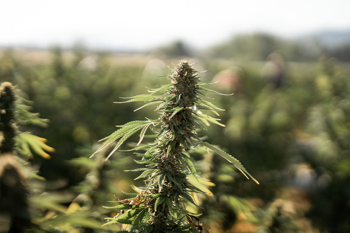 Bulk CBD Flower